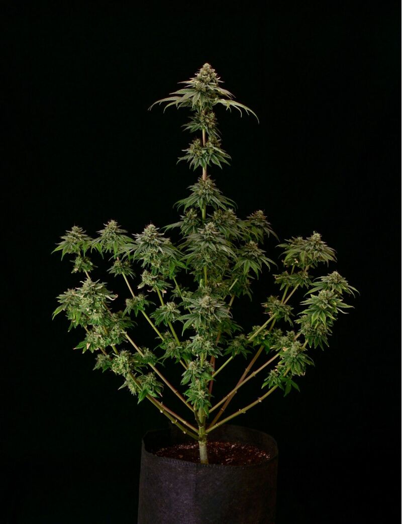 Tropical Zmoothie, Фасовка: 1, изображение 2